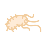 chronic feces mucoid plaque cleanse