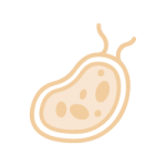 mucus plaque cleanse