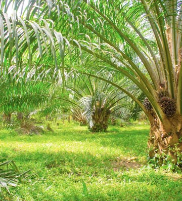 Vitality meals consist of rich nutrients from oil palm trunk fiber that contains lignin